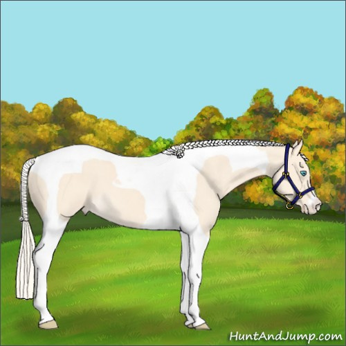 Horse Color:Cremello Tobiano 