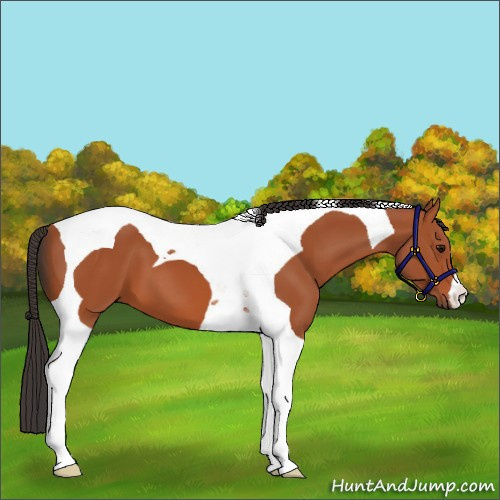 Horse Color:Bay Tobiano 