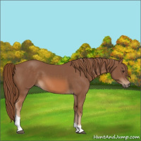 Horse Color:Chestnut Tobiano 