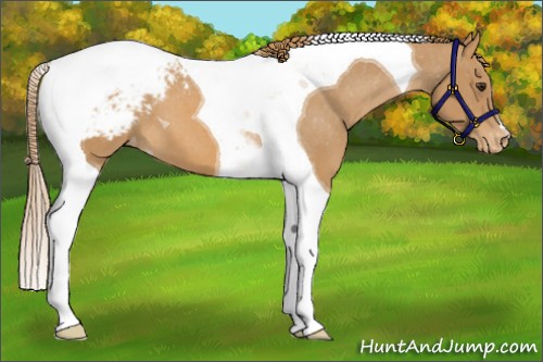 Horse Color:Chestnut Tobiano Appaloosa 