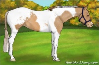 Horse Color:Chestnut Tobiano Appaloosa 