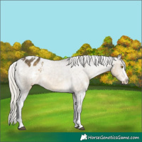 Horse Color:White Spotted Silver Buckskin Dun Varnish Rabicano 