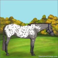 Horse Color:Grullo Appaloosa