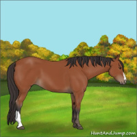 Horse Color:Bay 