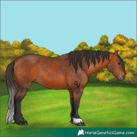 Horse Color:Bay 