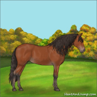 Horse Color:Bay 