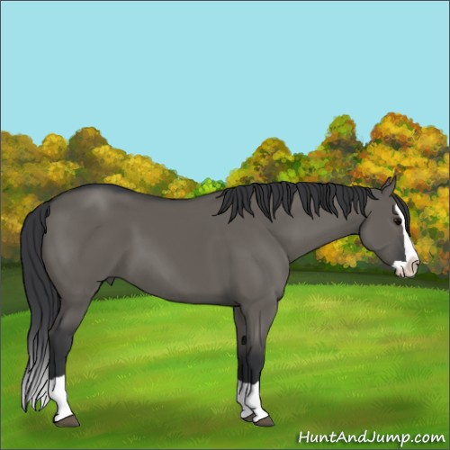 Horse Color:Grullo Splash