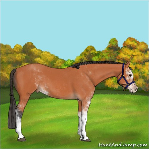 Horse Color:Bay Sabino 