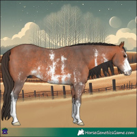 Horse Color:Bay Sabino 