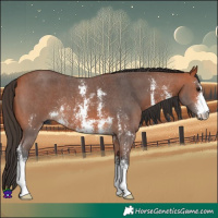Horse Color:Bay Sabino 