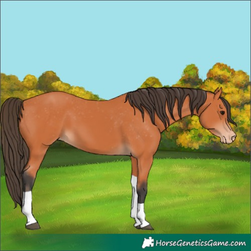 Horse Color:Bay Tobiano Varnish