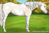 Horse Color:White Spotted Palomino Pearl Onyx 