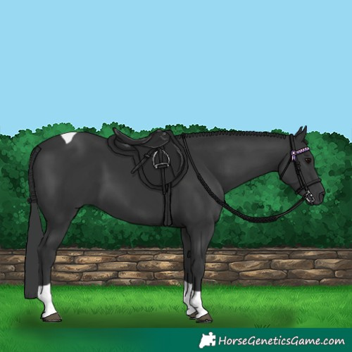Horse Color:Black Tobiano