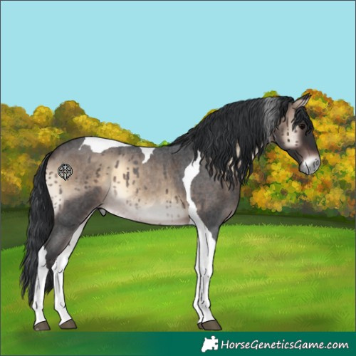 Horse Color:Brown Roan Onyx Tobiano 