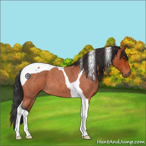 Horse Color:Brown Roan Tobiano 