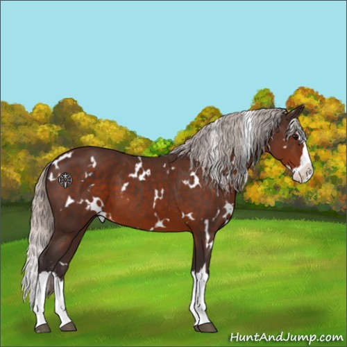 Horse Color:White Spotted Silver Brown Sabino Splash 