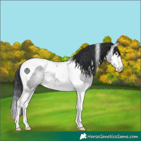 Horse Color:Brown Chinchilla Dun Splash Tobiano 