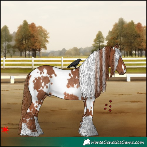 Horse Color:White Spotted Chestnut Rabicano