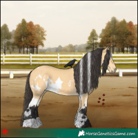 Horse Color:White Spotted Buckskin