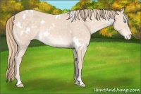 Horse Color:White Spotted Perlino Varnish 