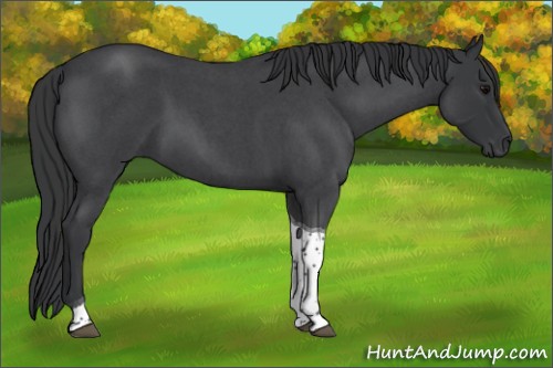 Horse Color:Blue Roan Tobiano 