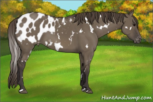 Horse Color:White Spotted Smoky Grullo Appaloosa 