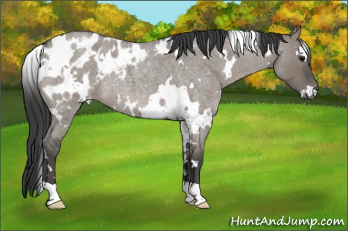 Horse Color:White Spotted Grullo Roan Appaloosa 