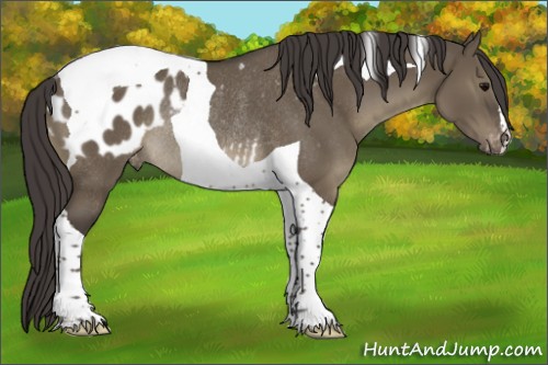 Horse Color:Smoky Grullo Tobiano Appaloosa Rabicano 