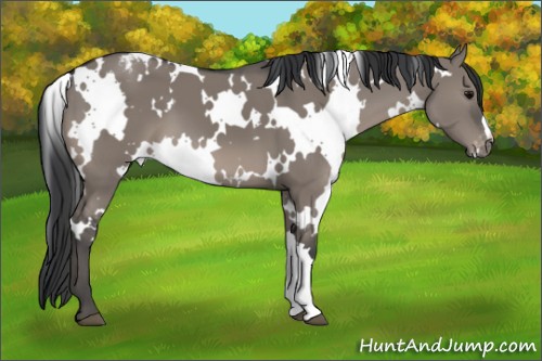 Horse Color:White Spotted Grullo Appaloosa 