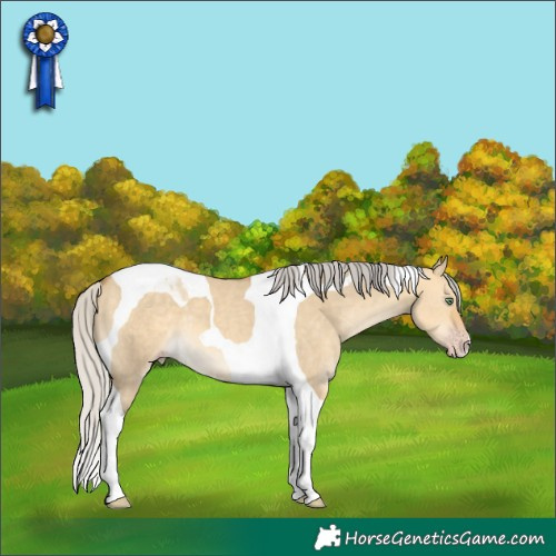 Horse Color:Silver Sable Cream Champagne Dun Tobiano 