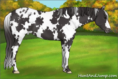 Horse Color:White Spotted Smoky Black Appaloosa 