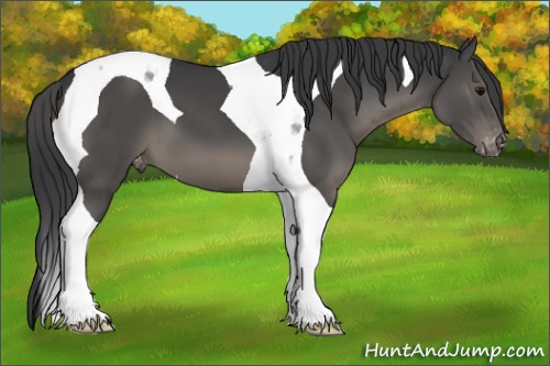 Horse Color:Grullo Tobiano Appaloosa 