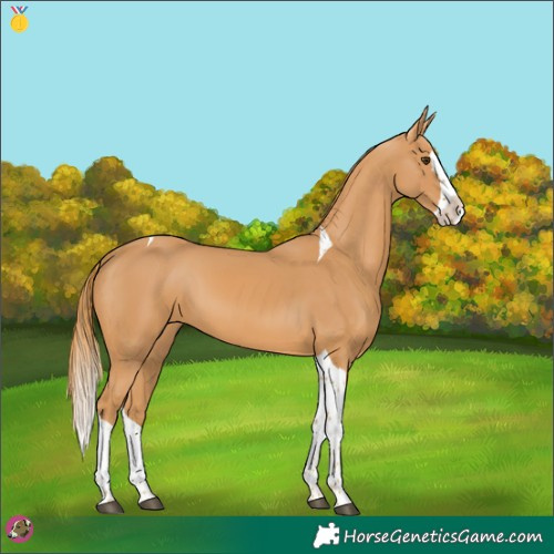 Horse Color:Chestnut Splash Tobiano