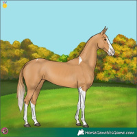 Horse Color:Chestnut Splash Tobiano 