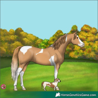 Horse Color:Chestnut Splash Tobiano