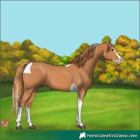 Horse Color:Chestnut Splash Tobiano