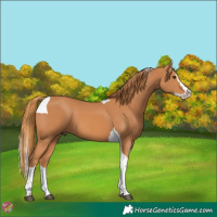 Horse Color:Chestnut Splash Tobiano
