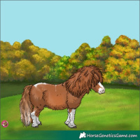 Horse Color:Chestnut Splash Tobiano