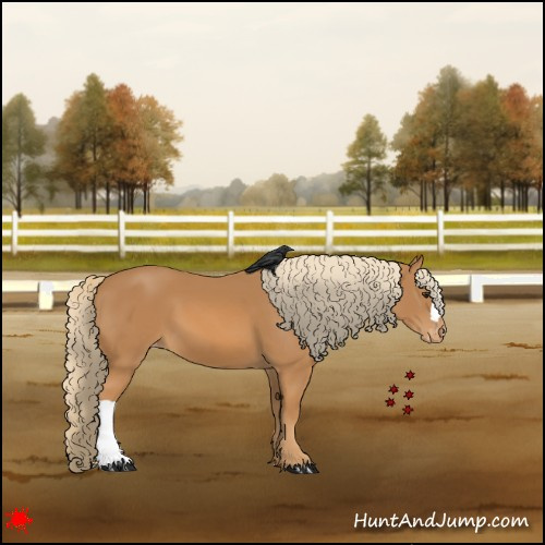 Horse Color:Chestnut Appaloosa 
