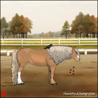 Horse Color:Chestnut Appaloosa 