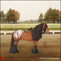 Horse Color:Bay Appaloosa 