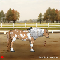 Horse Color:White Spotted Chestnut 