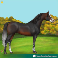 Horse Color:Bay Splash 