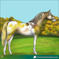Horse Color:Chocolate Palomino Onyx Tobiano 