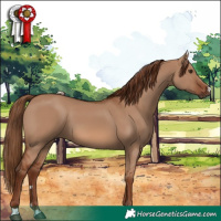 Horse Color:Red Dun 