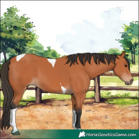 Horse Color:Bay Tobiano 