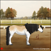 Horse Color:Gray White Spotted Bay Dun