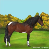 Horse Color:Brown Tobiano 