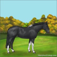 Horse Color:Black Tobiano Appaloosa Rabicano 