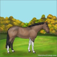 Horse Color:Brown Dun Tobiano 